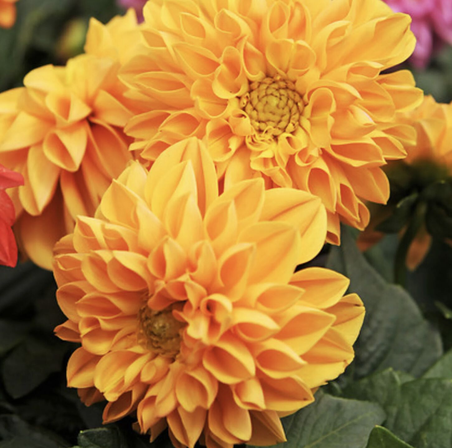 DAHLIA 250 | ヤマダウェブコム